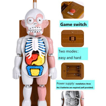 Load image into Gallery viewer, Newest 3D Puzzle Model Human Body Toy Children&#39;s Educational Toy Adults Human Organ Anatomical Assembly Model
