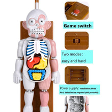 Load image into Gallery viewer, Newest 3D Puzzle Model Human Body Toy Children&#39;s Educational Toy Adults Human Organ Anatomical Assembly Model
