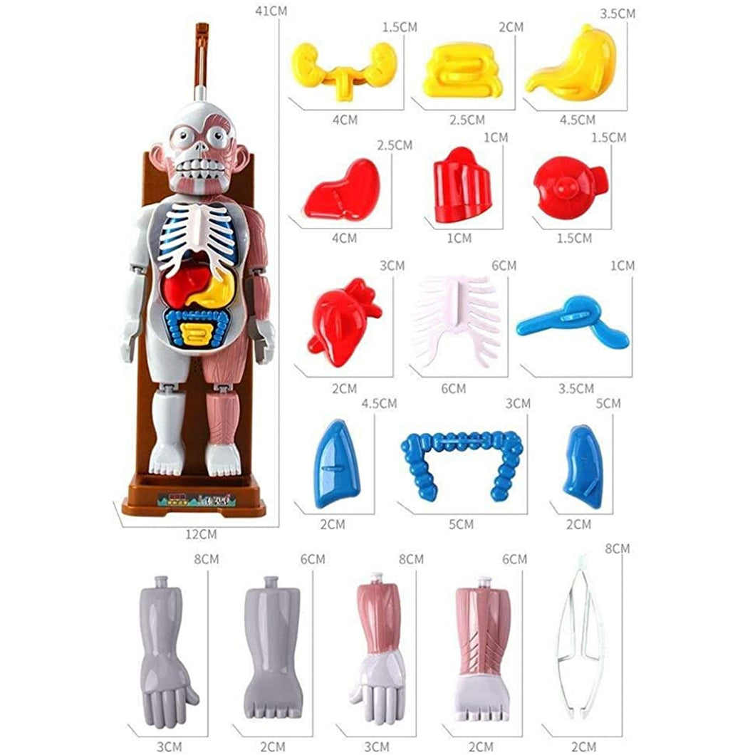 Newest 3D Puzzle Model Human Body Toy Children's Educational Toy Adults Human Organ Anatomical Assembly Model
